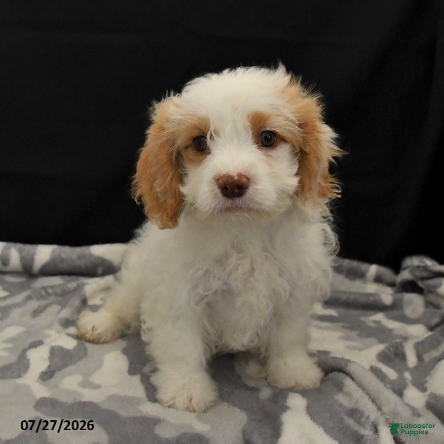 Cavapoo dogs Natalie - Ad 1