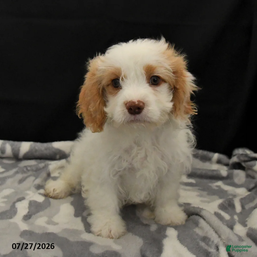 Cavapoo dogs for sale: Natalie - Ad 1