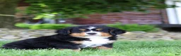 Bernese Mountain Dog dogs for sale: Suzie - Ad 16