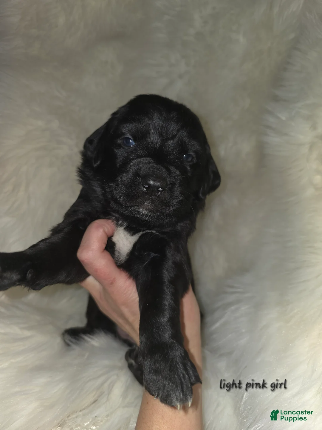 Mixed Breed dogs for sale: Mixed Breed Puppy 1 - Ad 6