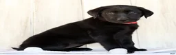 Labrador Retriever dogs for sale: Autumn - Ad 9