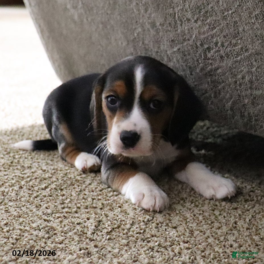 Beagle dogs Nigel - Ad 2