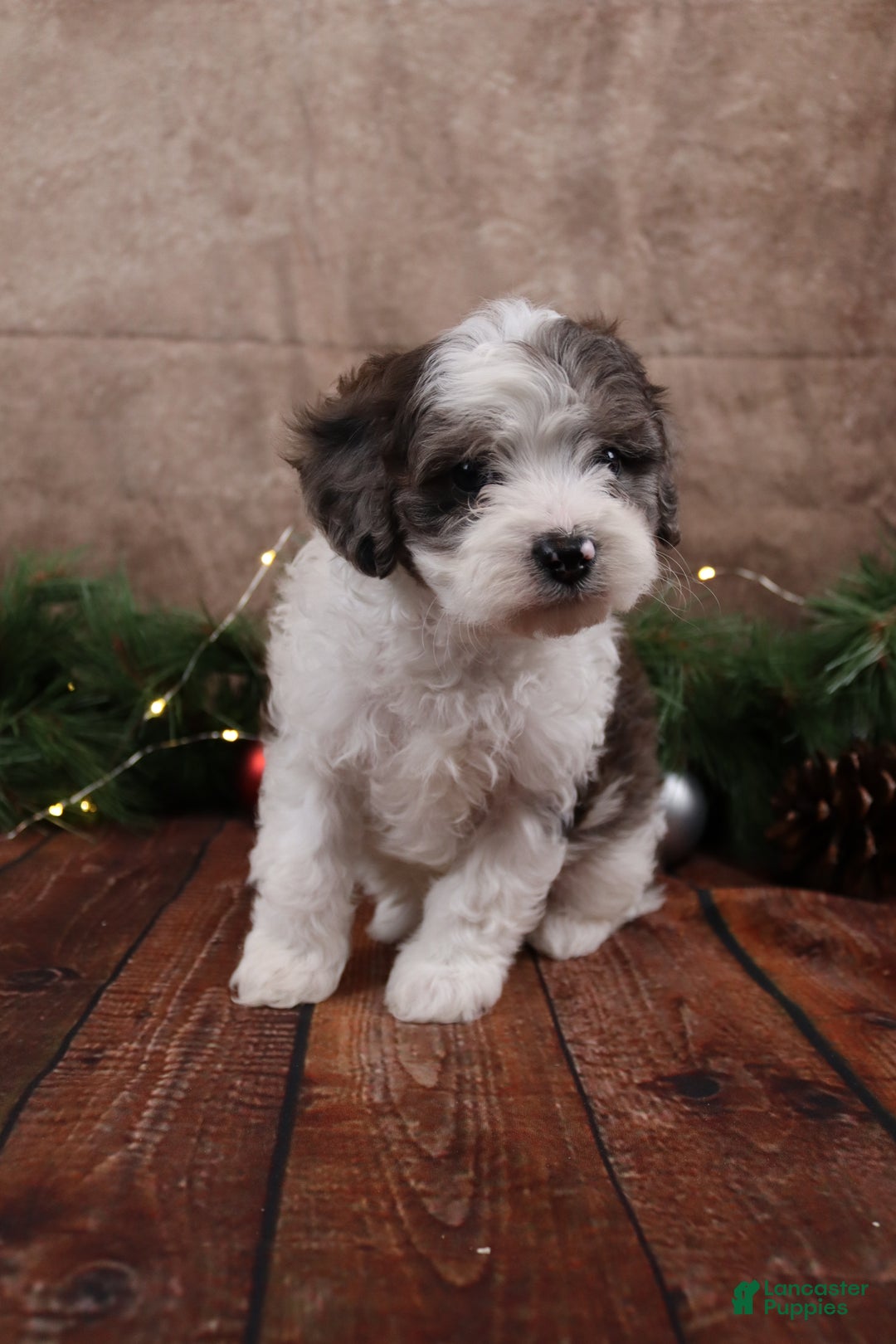 Cavapoo dogs for sale: Coal - Ad 5
