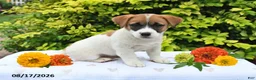 Mixed Breed dogs for sale: Dack - Ad 5