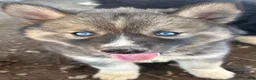 Siberian Husky dogs for sale: Siberian Husky 2 - Ad 3