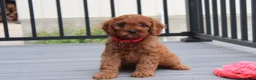 Cavapoo dogs for sale: Max - Ad 9