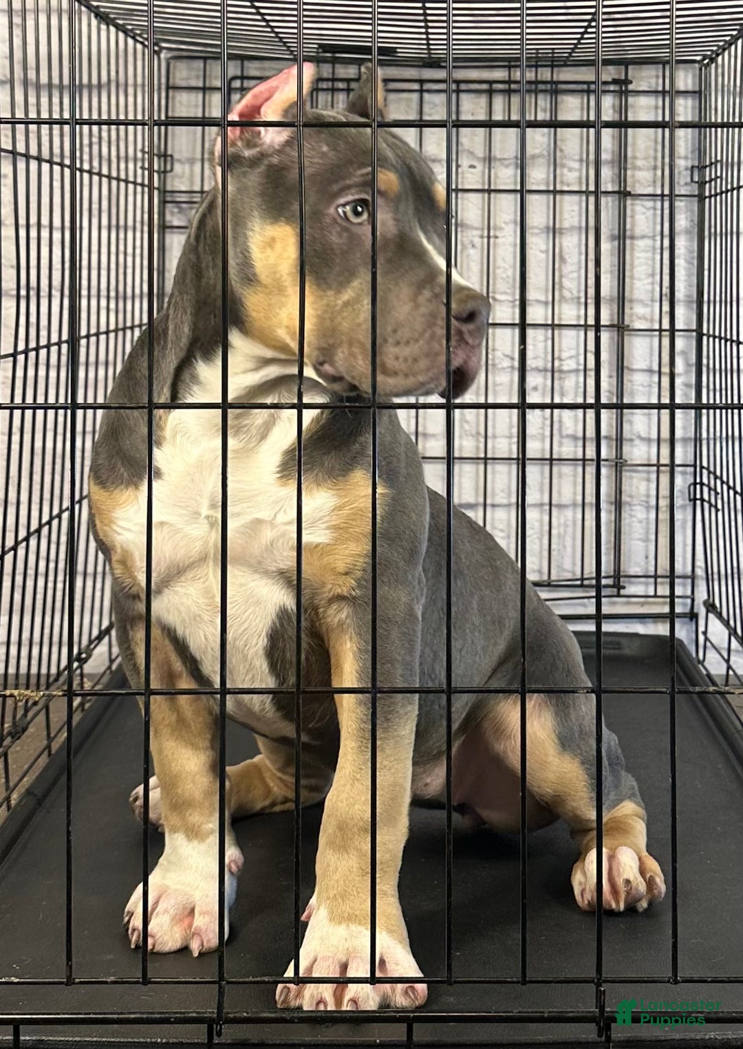 American Bully dogs for sale: Maggie - Ad 5