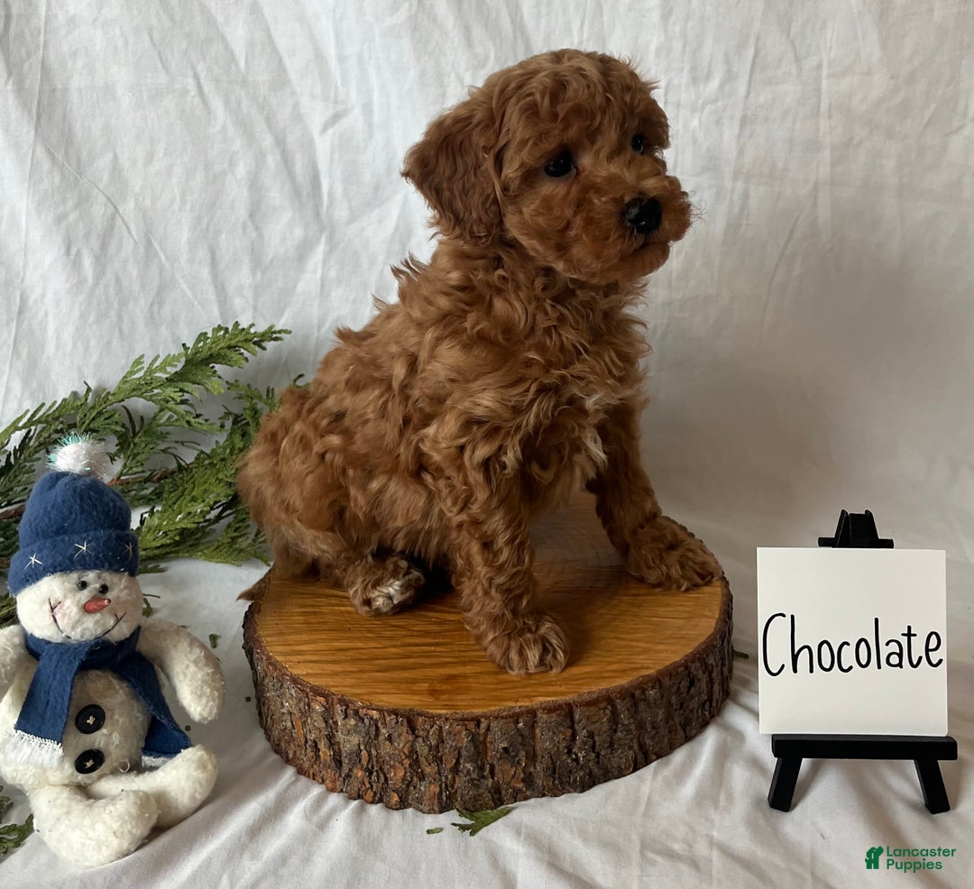 Maltipoo dogs for sale: Chocolate  - Ad 3