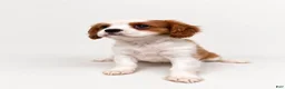 Cavalier King Charles Spaniel dogs for sale: Joshua Cavalier King Charles Spaniel  - Ad 7