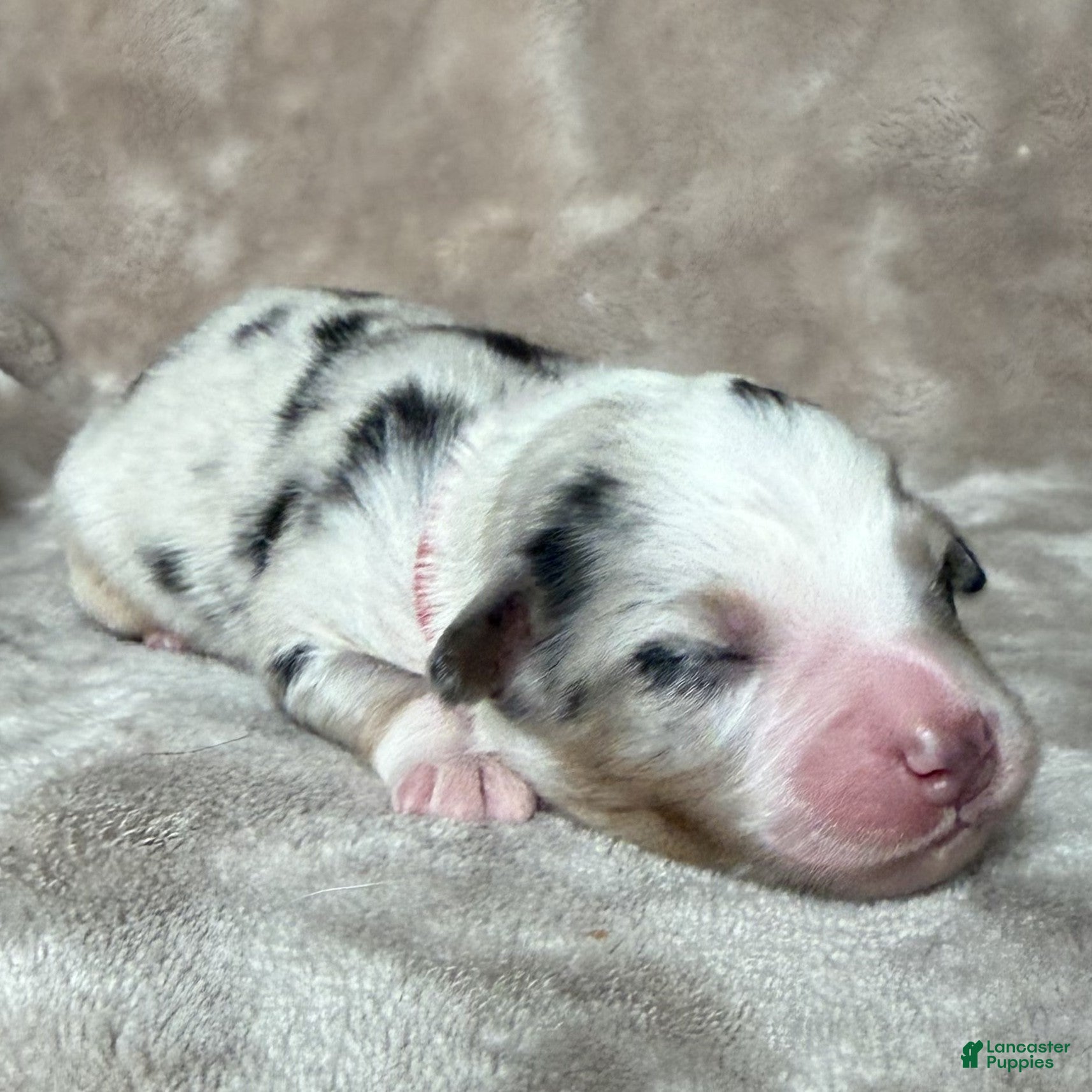 Australian Shepherd dogs Kylo (Kylo Ren) - Ad 2