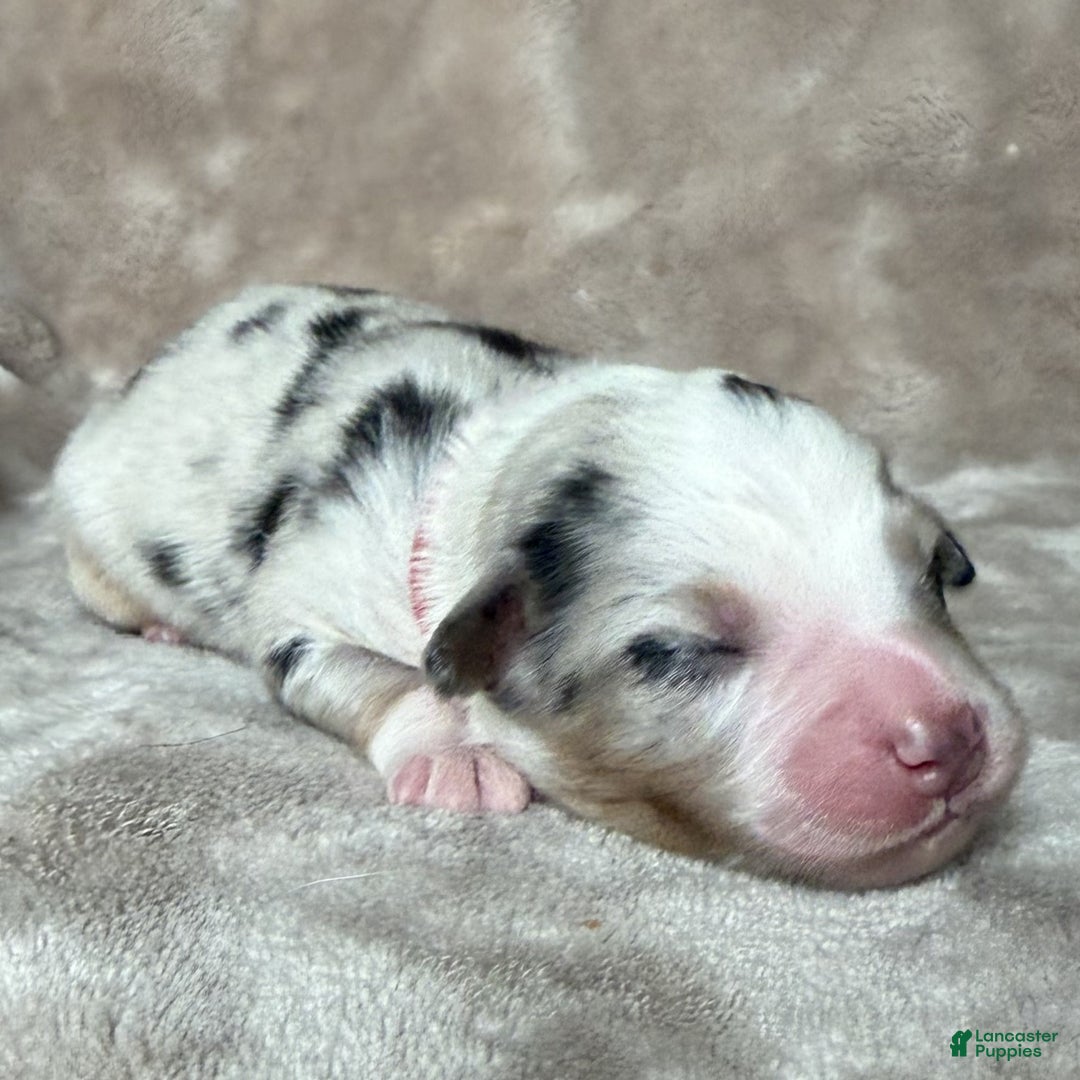 Australian Shepherd dogs for sale: Kylo (Kylo Ren) - Ad 1