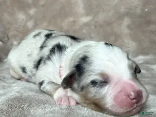 Australian Shepherd dogs Kylo (Kylo Ren) - Ad 12