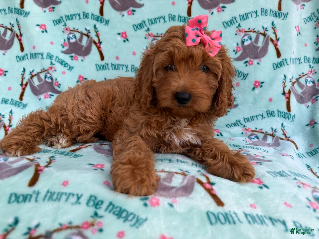 Cavapoo dogs for sale: Blaire - Ad 1