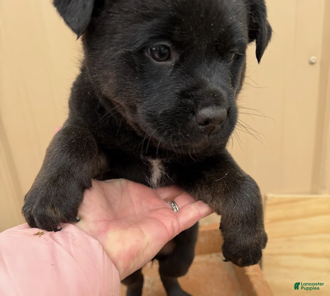 Rottweiler dogs for sale: Rottweiler Puppy 1 Tonya - Ad 1