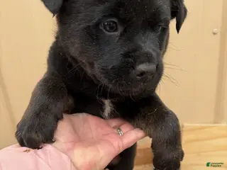 Rottweiler dogs Rottweiler Puppy 1 Tonya - Ad 35