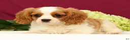 Cavalier King Charles Spaniel dogs for sale: Teddy - Ad 4