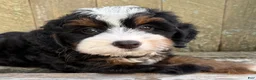 Mini Bernedoodle dogs for sale: 🩷IN BOSTON MASSACHUSETTS AREA🩷TRADITIONAL TRI COLOR🩷MINI BERNEDOODLE GIRL🩷 - Ad 3