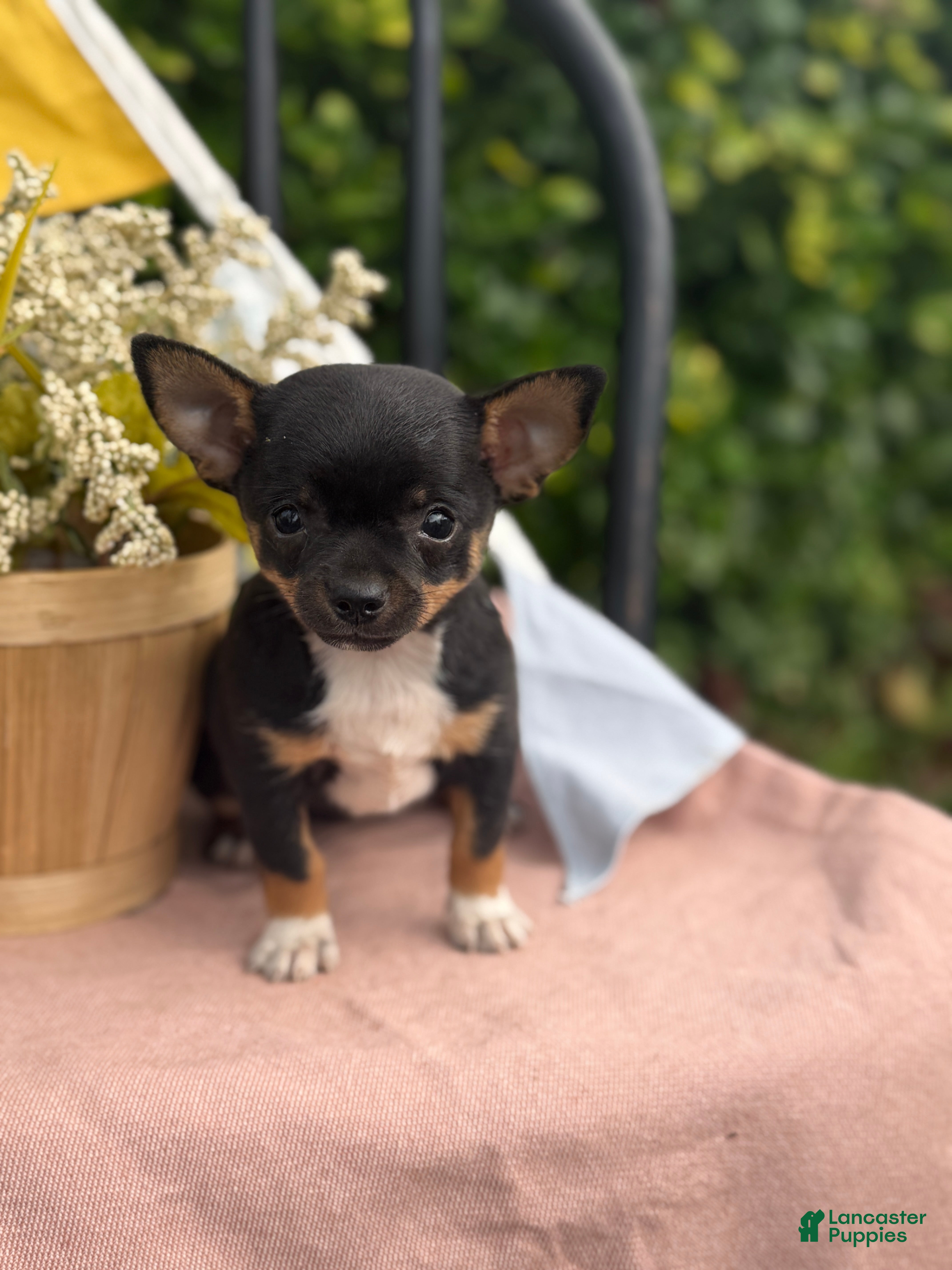 Chihuahua dogs Lacey - Ad 1
