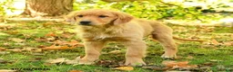 Golden Retriever dogs for sale: Dulcia - Ad 5