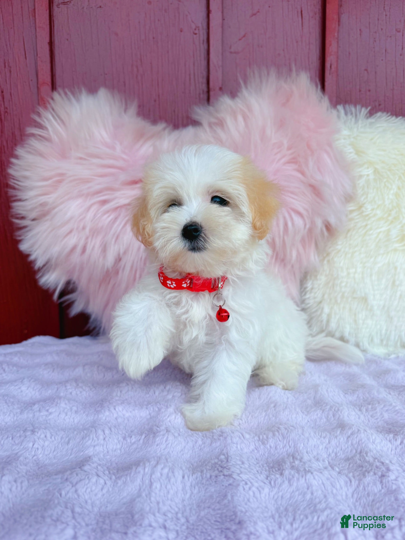 Maltipoo dogs ❤️ Bowdy ❤️ - Ad 35
