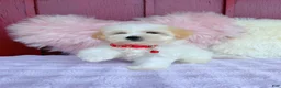 Maltipoo dogs for sale: ❤️ Bowdy ❤️ - Ad 1