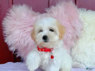 Maltipoo dogs ❤️ Bowdy ❤️ - Ad 35