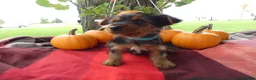 Yorkshire Terrier dogs for sale: Yorkshire Terrier 1 Midas - Ad 3