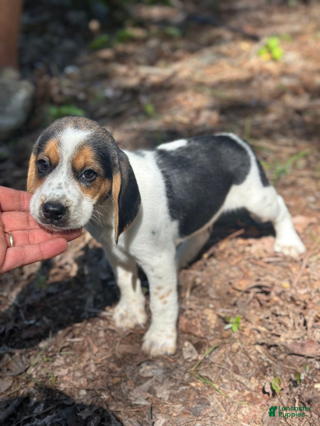 Puppy Beauceron Beagle Mix Beagle Mountain Dog Mix Rottweiler And