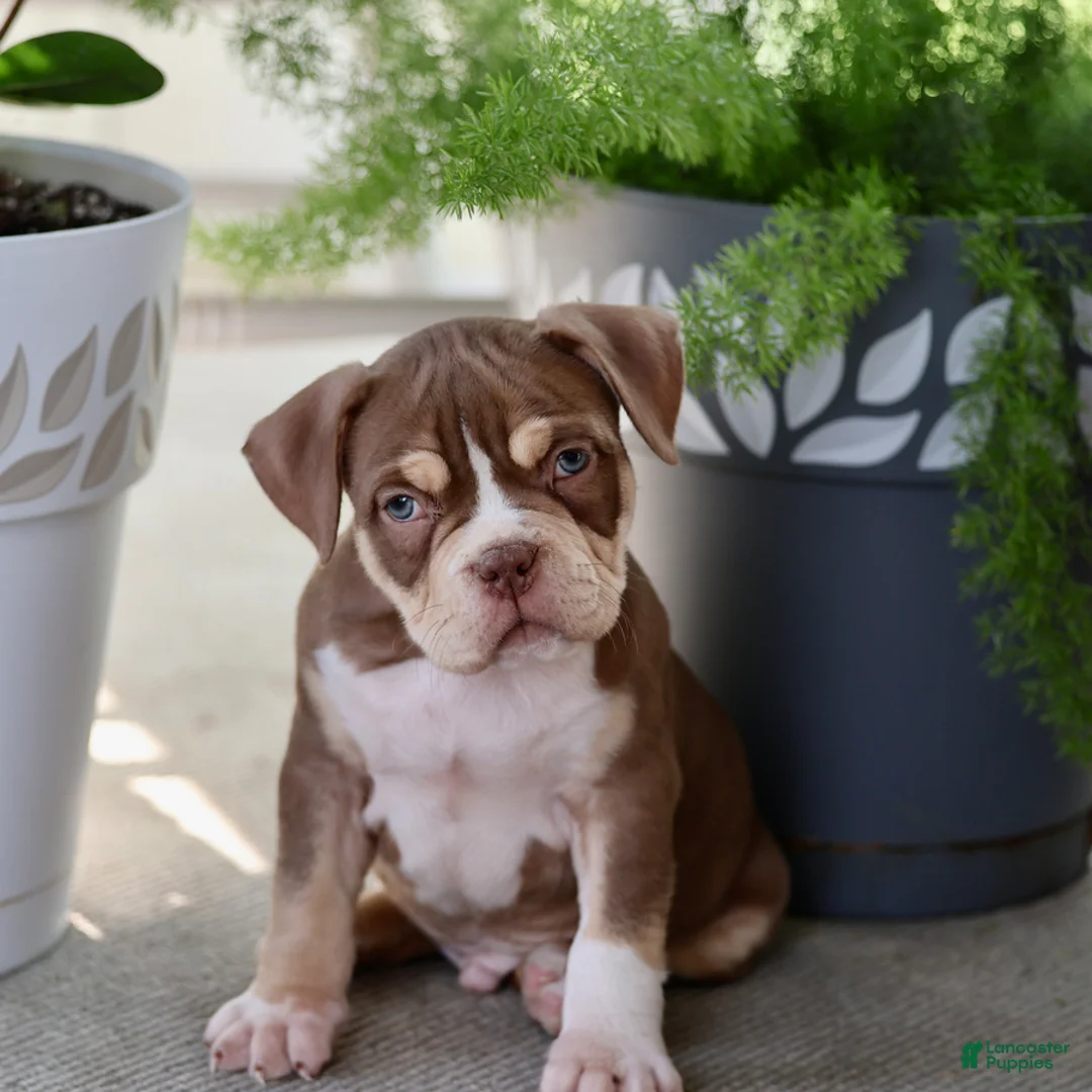 Gallery Image {{count}}