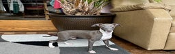 Italian Greyhound dogs for sale: Lila - Ad 10