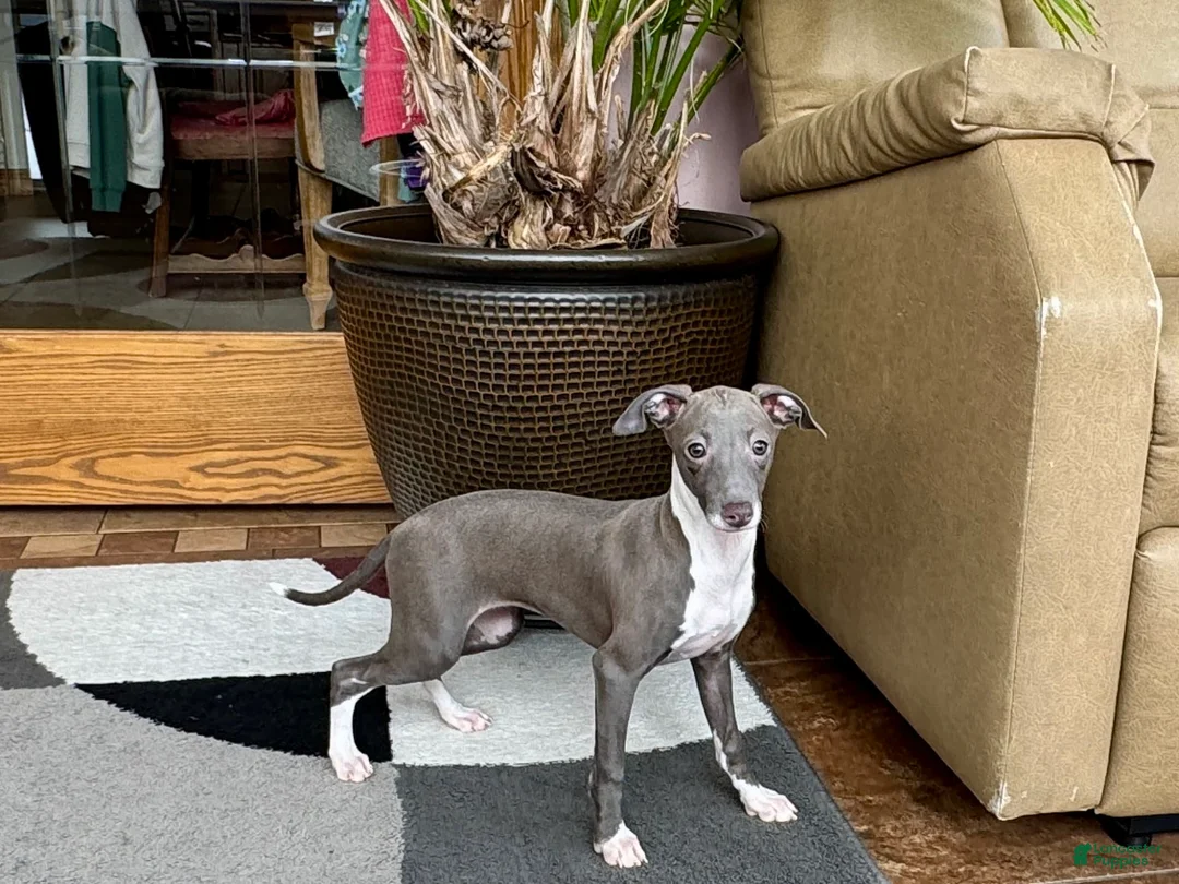 Italian Greyhound dogs for sale: Lila - Ad 1