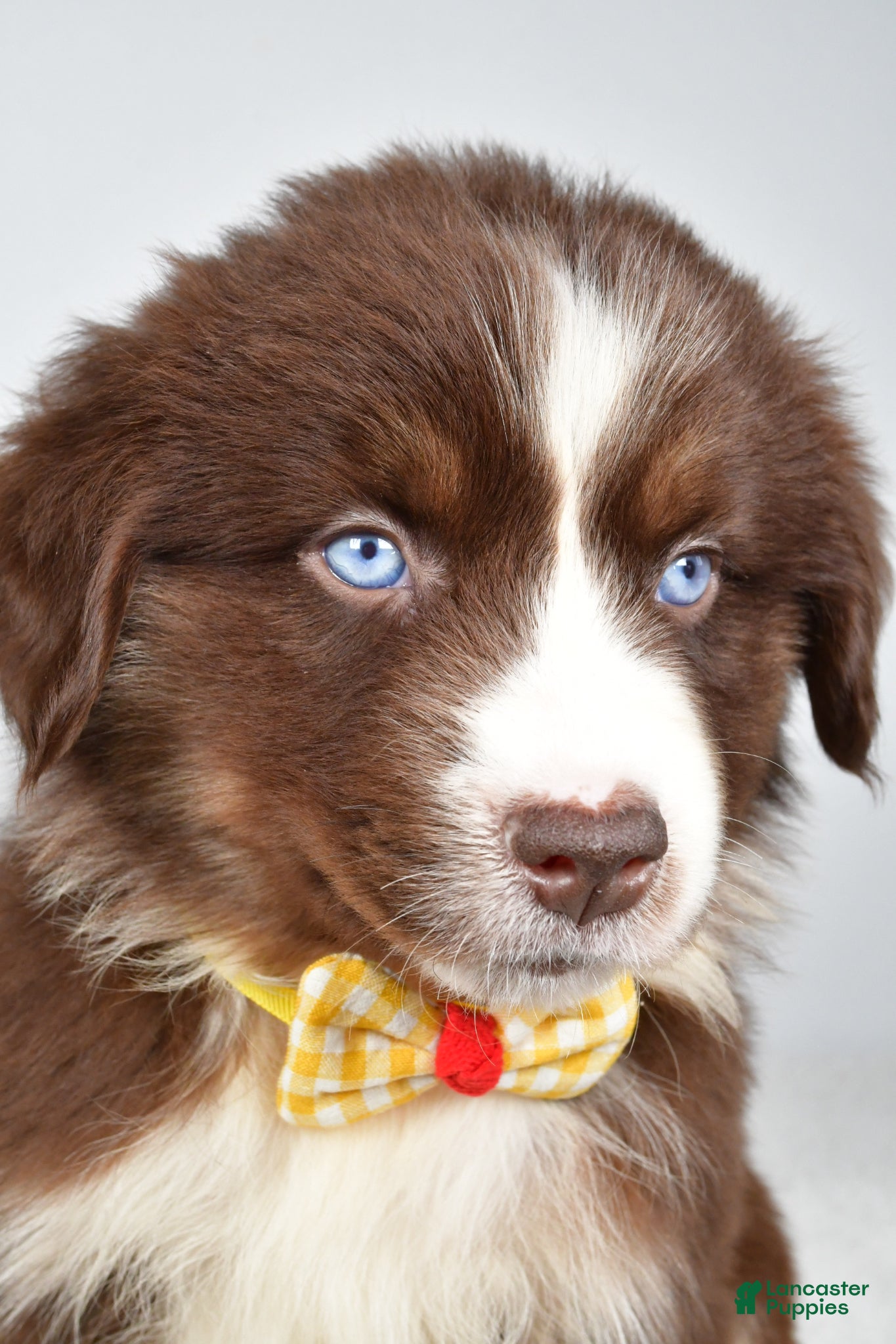 Miniature Australian Shepherd dogs Finch - Ad 2
