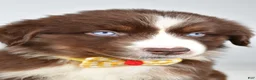 Miniature Australian Shepherd dogs for sale: Finch - Ad 2