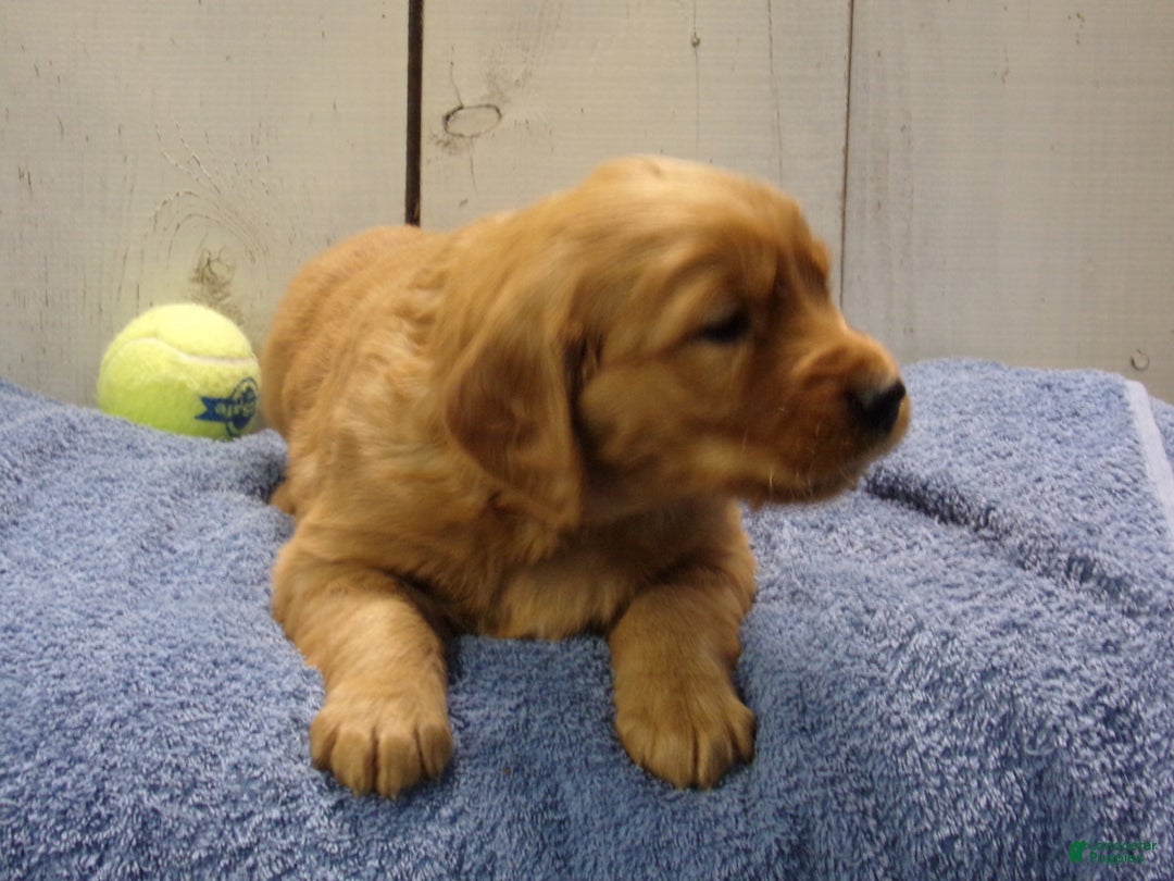 Golden Retriever dogs for sale: Oliver - Ad 4
