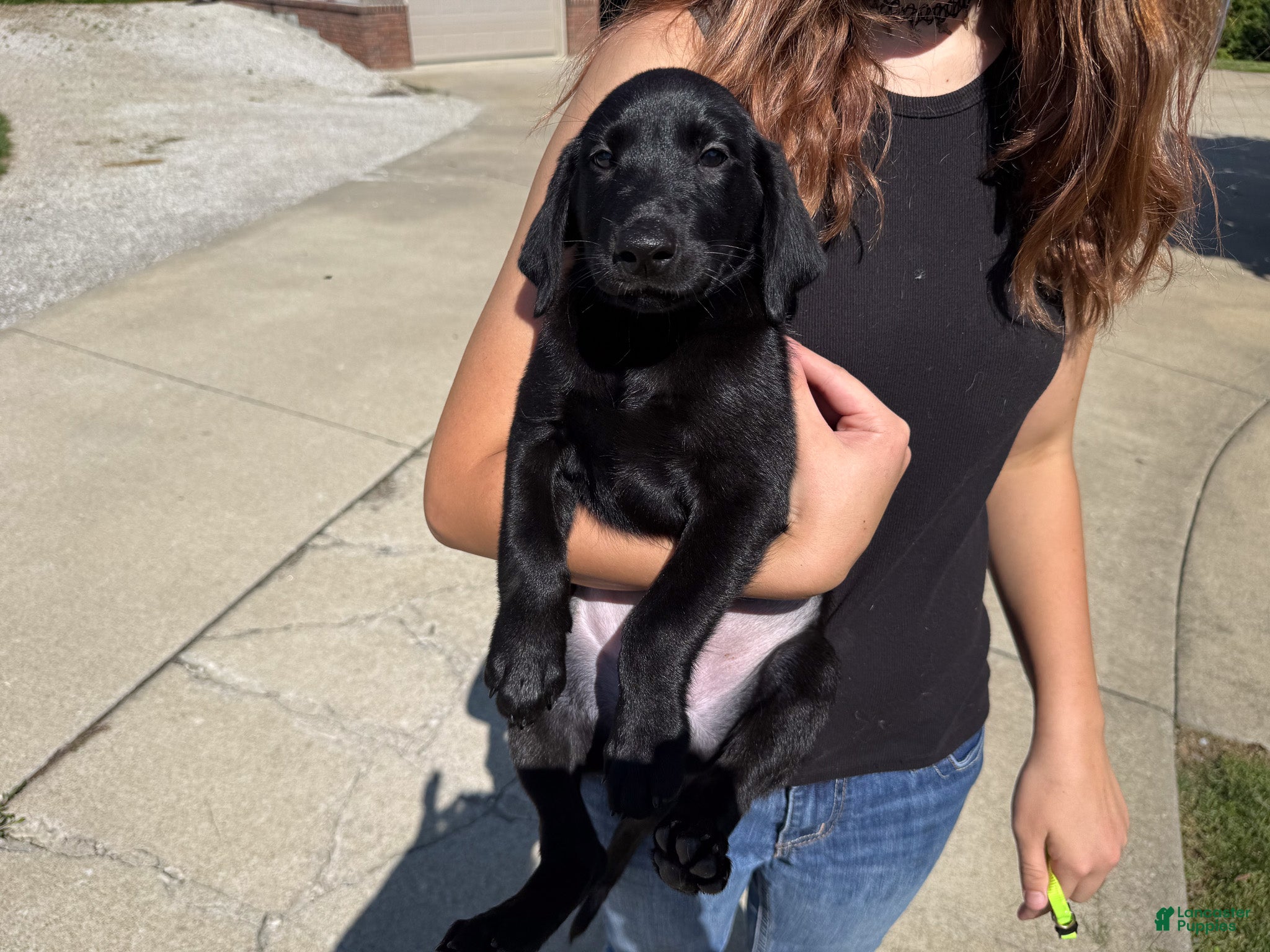 Labrador Retriever dogs Ace - Ad 1