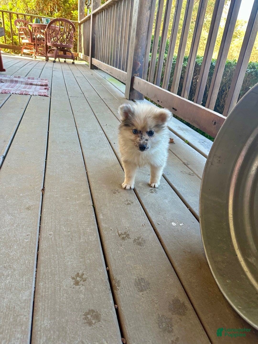 Pomsky dogs for sale: Clover - Ad 2
