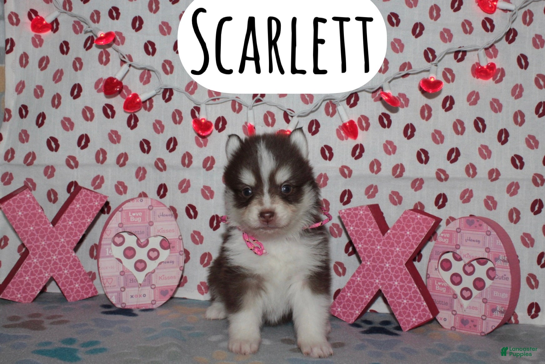 Pomsky dogs Scarlett - Ad 1