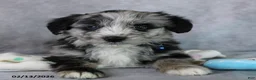 Mini Aussiedoodle dogs for sale: Bingo - Ad 2