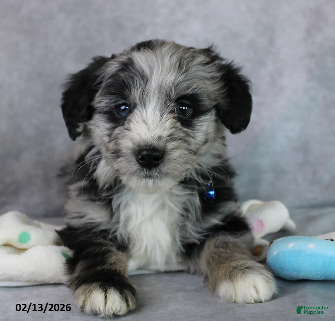 Mini Aussiedoodle dogs for sale: Bingo - Ad 2