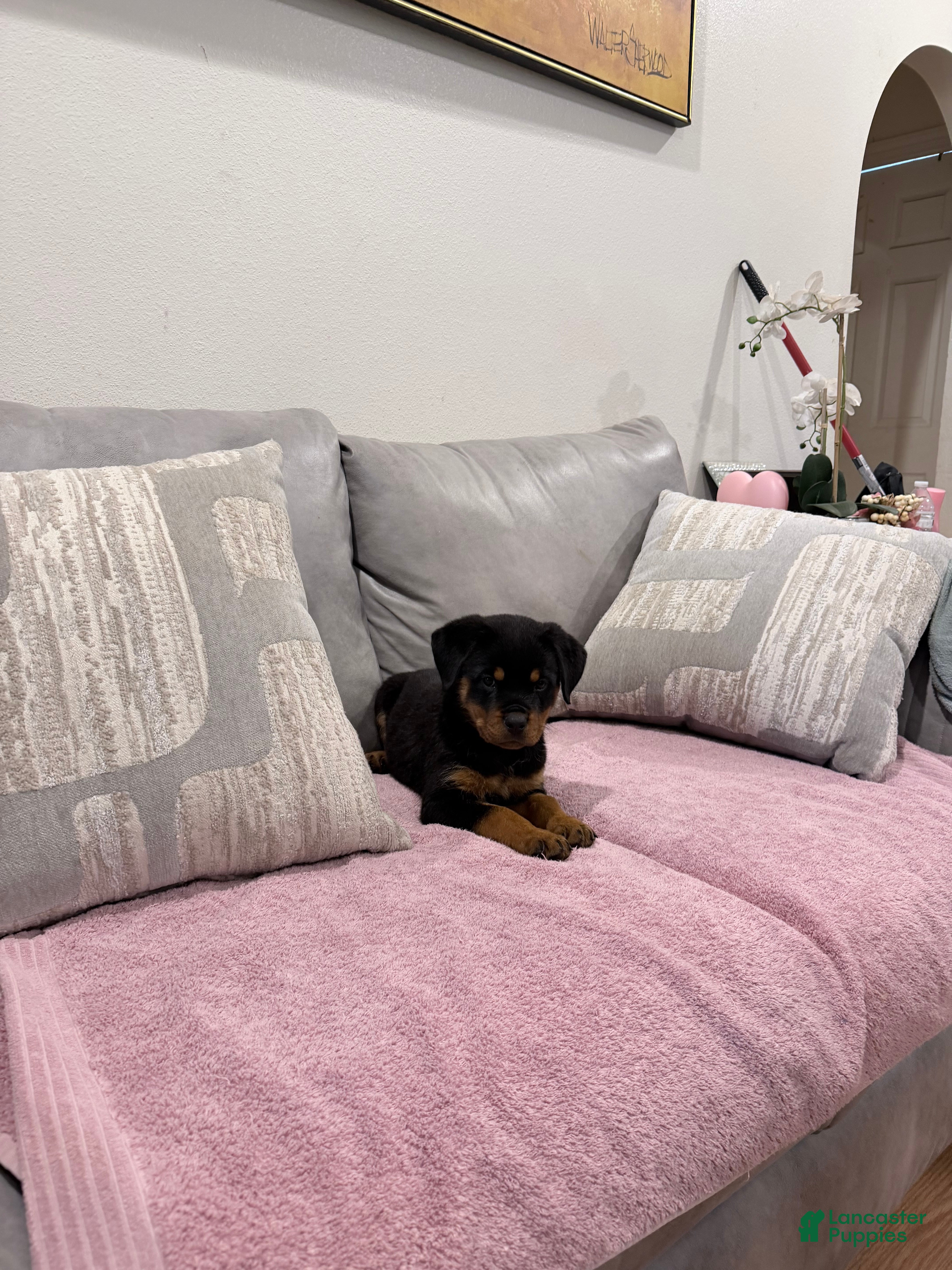 Rottweiler dogs Rottweiler Puppy 2 - Ad 2