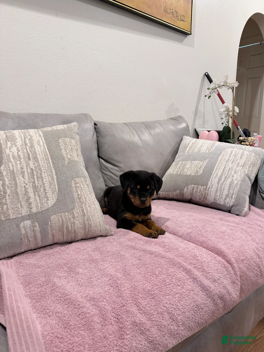 Rottweiler dogs for sale: Rottweiler Puppy 2 - Ad 2
