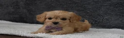 Cavachon dogs for sale: Paige  - Ad 3