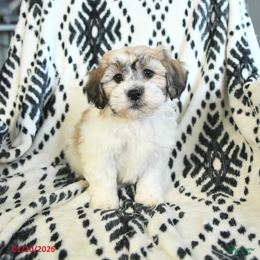 Teddy Bear dogs Rover - Ad 5