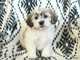 Teddy Bear dogs Rover - Ad 27