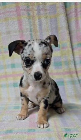 Chihuahua dogs Little - Ad 2
