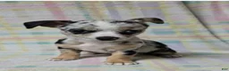 Chihuahua dogs for sale: Little - Ad 2
