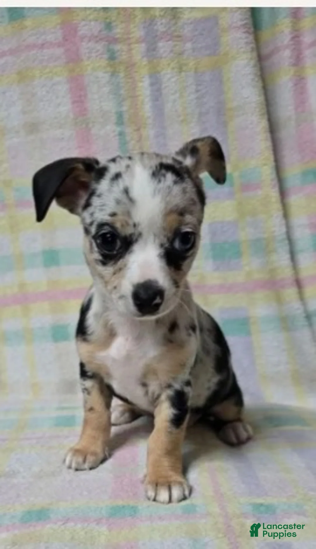 Chihuahua dogs for sale: Little - Ad 2