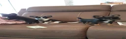 Chihuahua dogs for sale: Chihuahua 1 - Ad 6