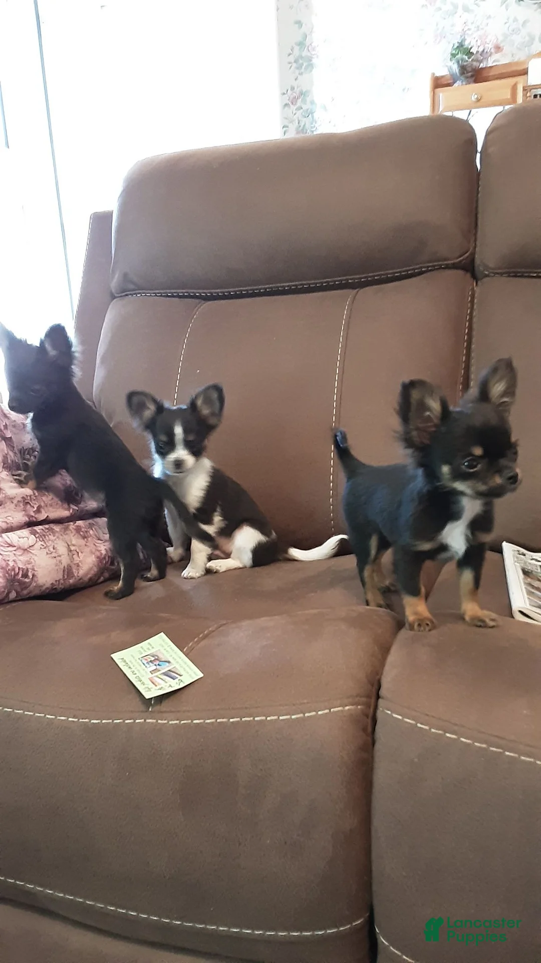 Chihuahua dogs for sale: Chihuahua 1 - Ad 6