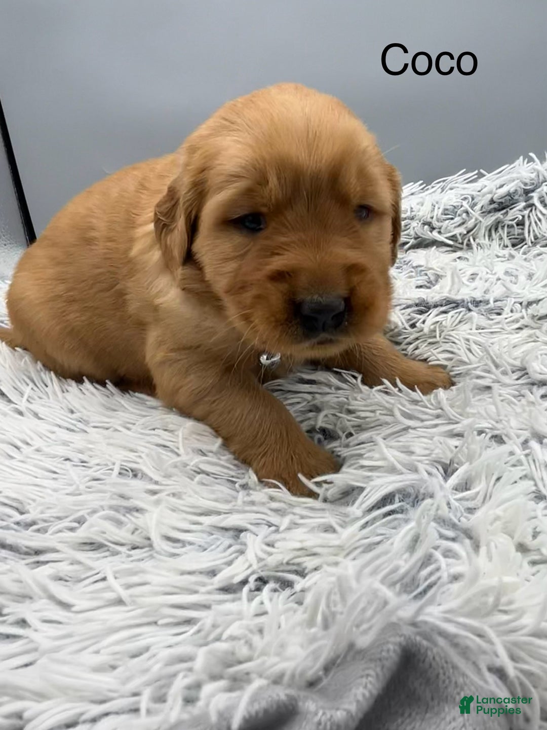 Golden Retriever dogs for sale: Golden Retriever Puppy -Coco - Ad 5